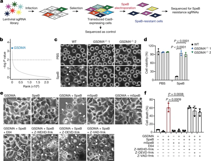 speb-pyroptosis