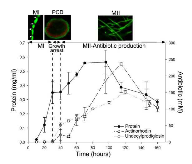 SYTO 9 Green Fluorescent Nucleic Acid Stain(5mM in DMSO)