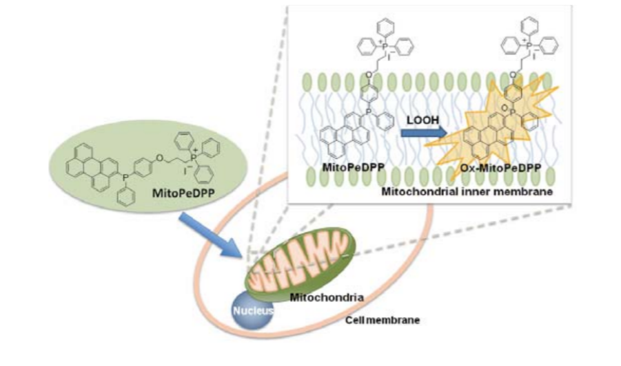 MitoPeDPP