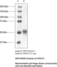 HDAC5 (human, recombinant)  Chemical Structure