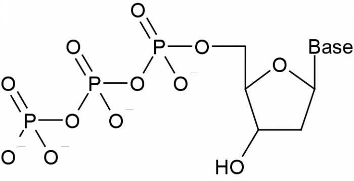 2'-Deoxynucleoside-5'-Triphosphate Set التركيب الكيميائي