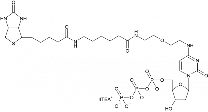 N4-Biotin-OBEA-2'-deoxycytidine-5'-Triphosphate 化学構造